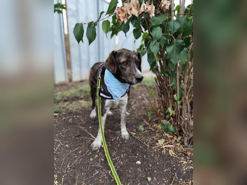 LEON der feine Hundejunge