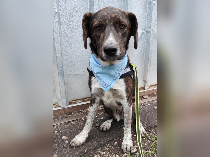 LEON der feine Hundejunge