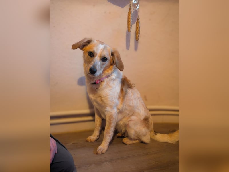 BELLA  die kleine Komikerin