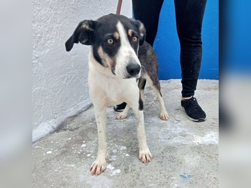 Naira, mit ihren Geschwistern Aiko und Sarabi sucht sie auch ein Körbchen