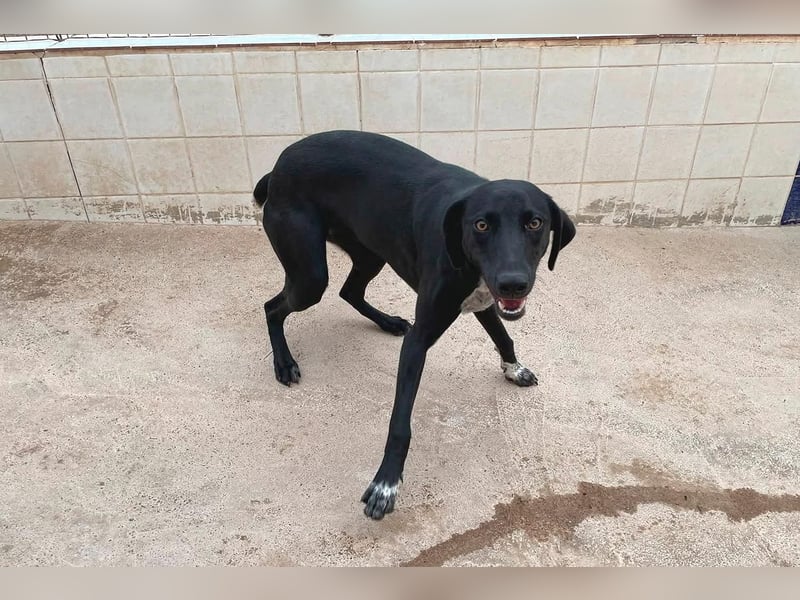 LUCY Sonnenschein auf vier Pfoten