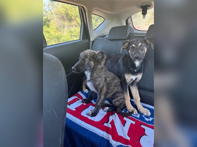 YANA - wünscht sich so sehr ein Zuhause!