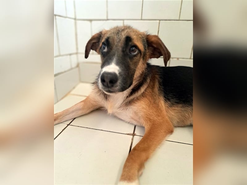 Harley, viel zu lange wurde er isoliert, wer gibt ihm eine Chance