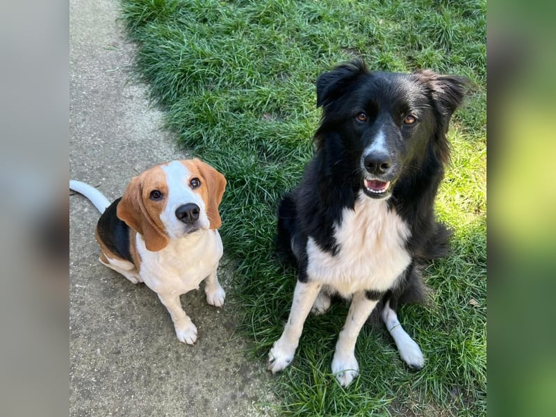 MANFRED & HOPE - ein unzertrennliches Duo sucht gemeinsam ein Zuhause!