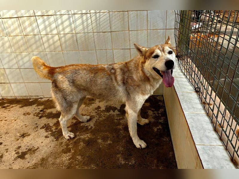 LAILA - eine bildschöne Husky-Dame