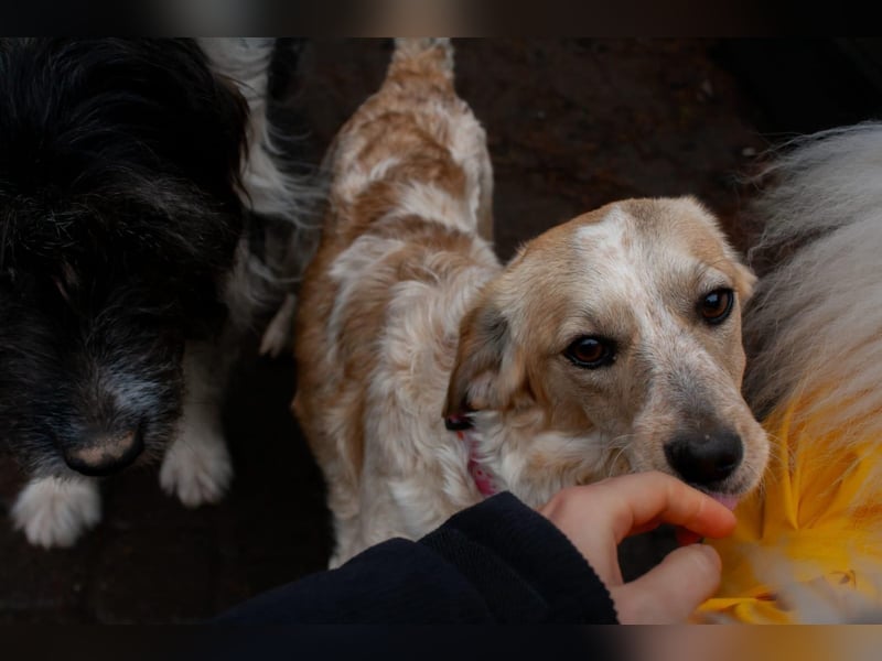 BELLA  die kleine Komikerin