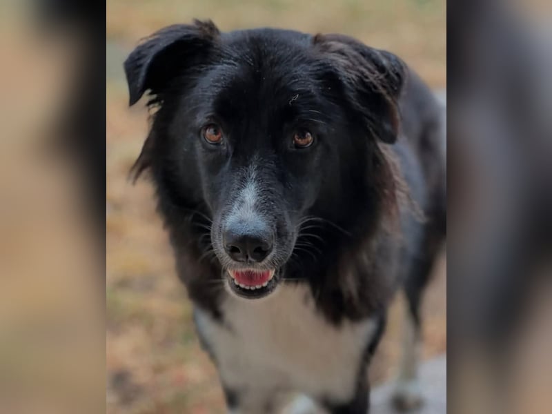 MANFRED & HOPE - ein unzertrennliches Duo sucht gemeinsam ein Zuhause!