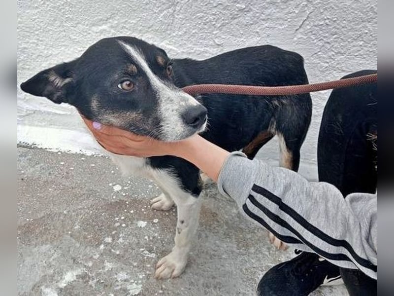 Sarabi, schüchterne junge Lady, sucht wie ihre Geschwister ein Zuhause