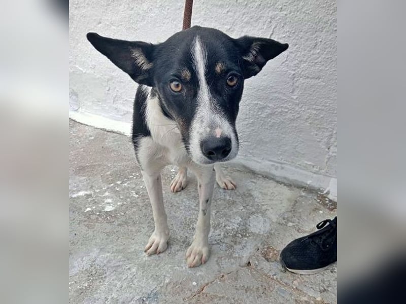 Sarabi, schüchterne junge Lady, sucht wie ihre Geschwister ein Zuhause