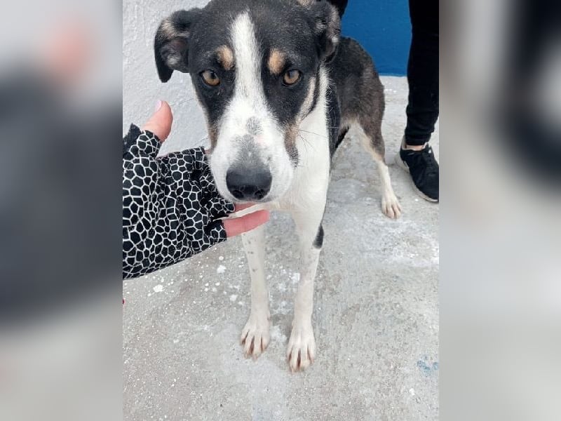 Naira, mit ihren Geschwistern Aiko und Sarabi sucht sie auch ein Körbchen