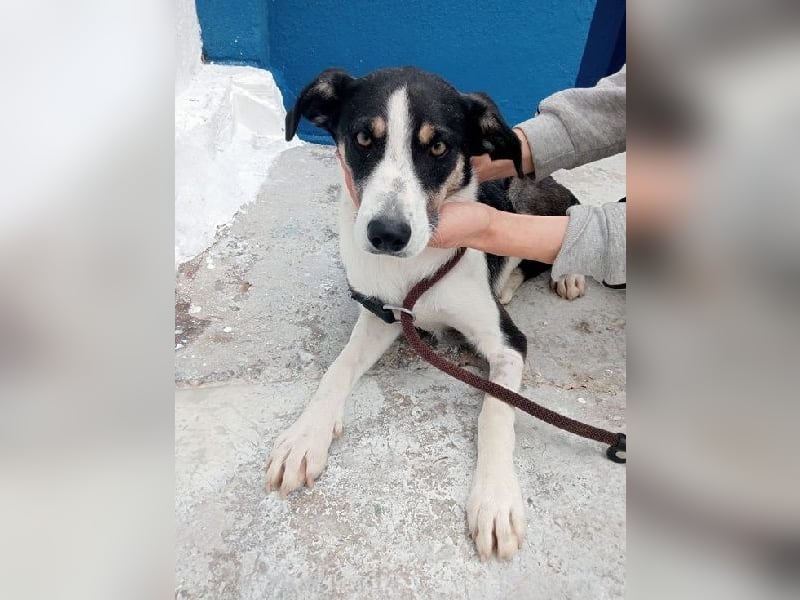 Naira, mit ihren Geschwistern Aiko und Sarabi sucht sie auch ein Körbchen