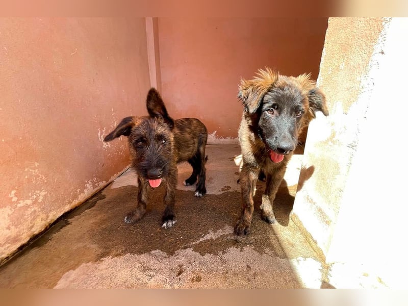 BONBON - ein Traum auf 4 Pfoten!