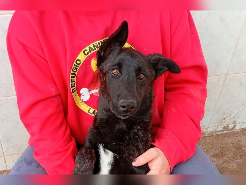 NICO ein aktiver und kluger Begleiter