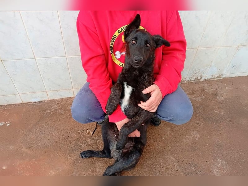 NICO ein aktiver und kluger Begleiter