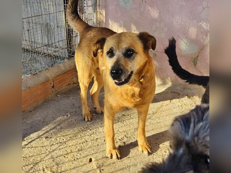 TELKA - die kleine Grauschnute!