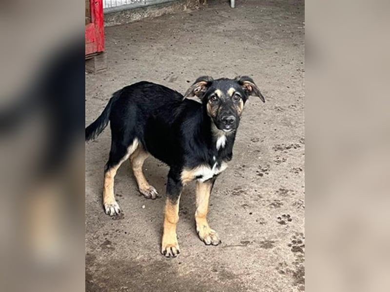 YANA - wünscht sich so sehr ein Zuhause!