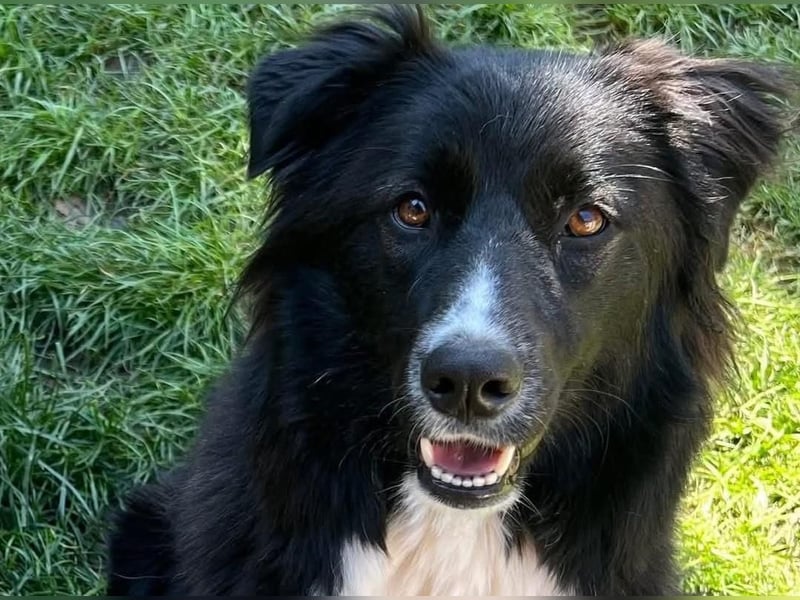 MANFRED & HOPE - ein unzertrennliches Duo sucht gemeinsam ein Zuhause!