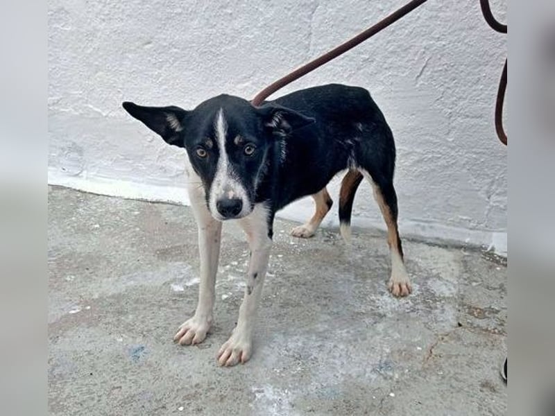 Sarabi, schüchterne junge Lady, sucht wie ihre Geschwister ein Zuhause