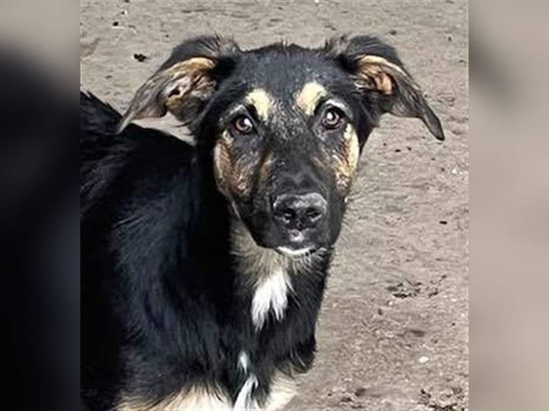 YANA - wünscht sich so sehr ein Zuhause!