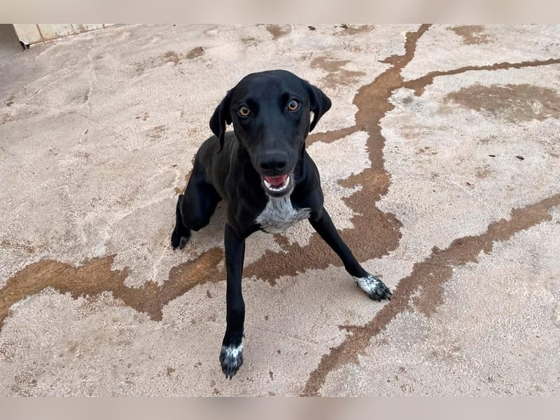 LUCY Sonnenschein auf vier Pfoten