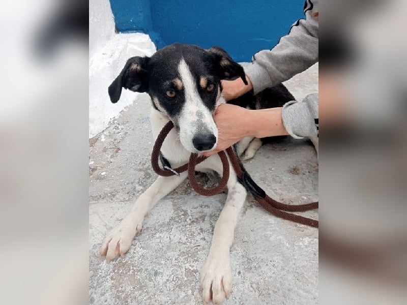 Naira, mit ihren Geschwistern Aiko und Sarabi sucht sie auch ein Körbchen