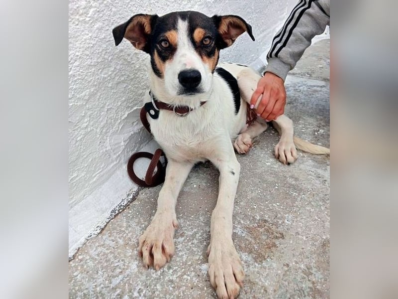 Aiko, schüchterner junger Rüde sucht Familienanschluss