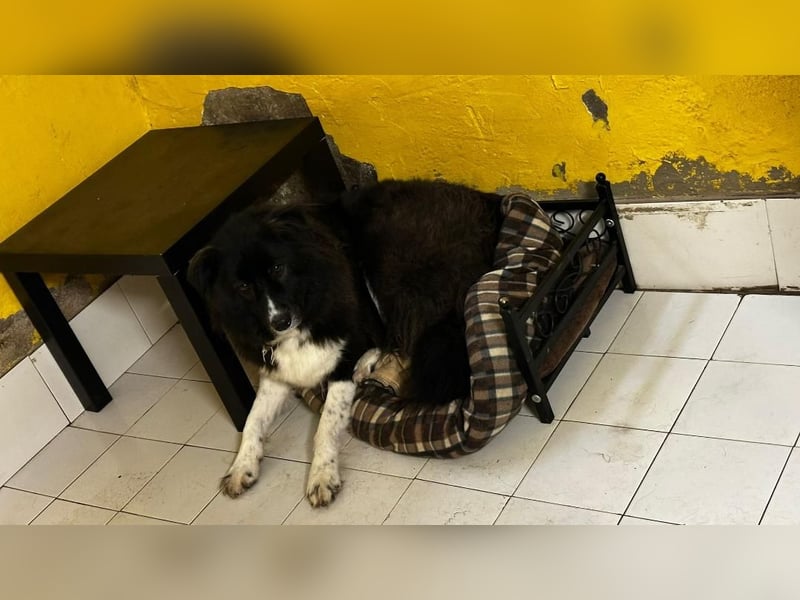 MANFRED & HOPE - ein unzertrennliches Duo sucht gemeinsam ein Zuhause!