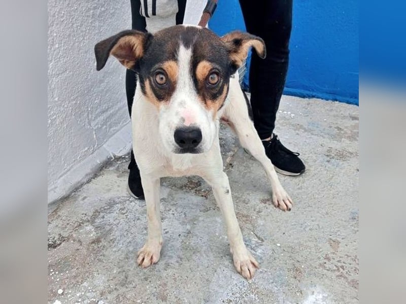 Aiko, schüchterner junger Rüde sucht Familienanschluss