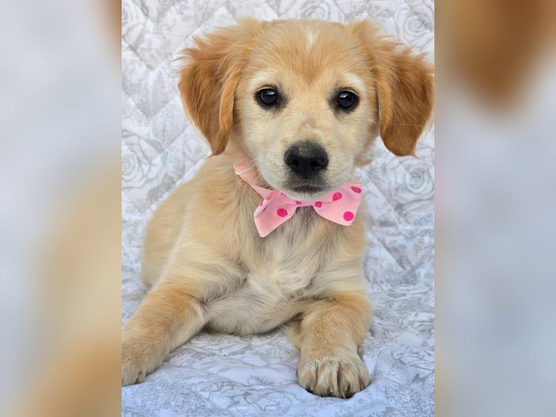 ROSALIE ein Glückspfötchen sucht ihr Zuhause!