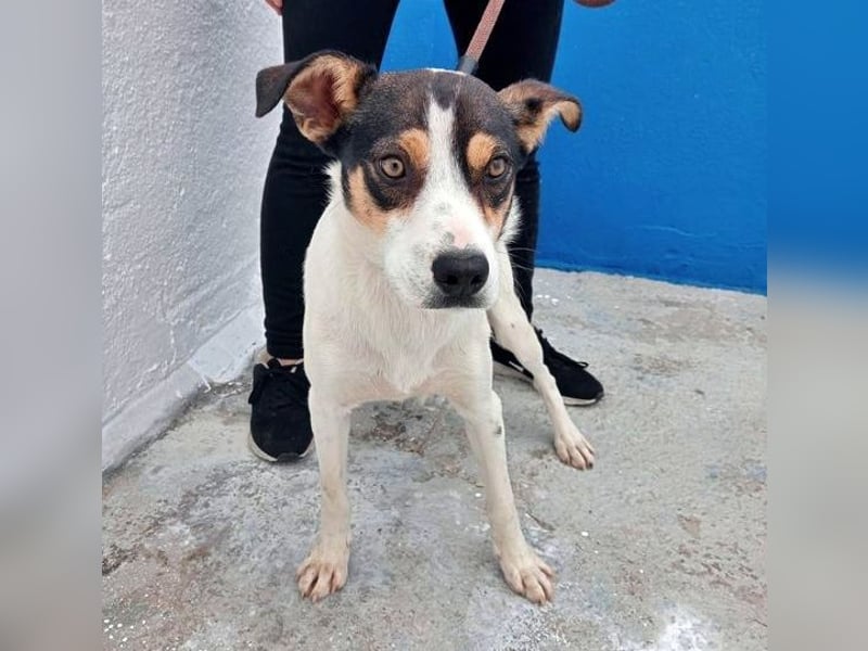 Aiko, schüchterner junger Rüde sucht Familienanschluss