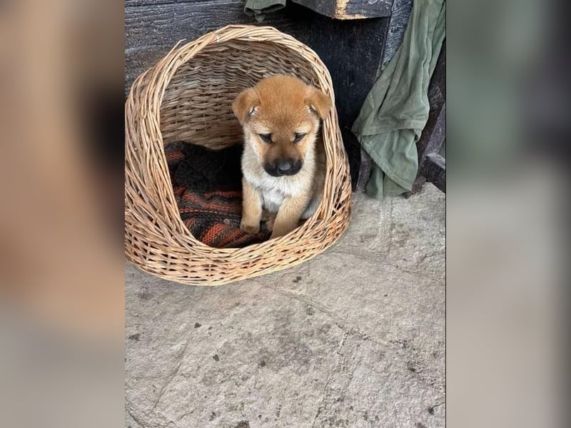 MONCHOU ist ein freundlicher, neugieriger Welpe