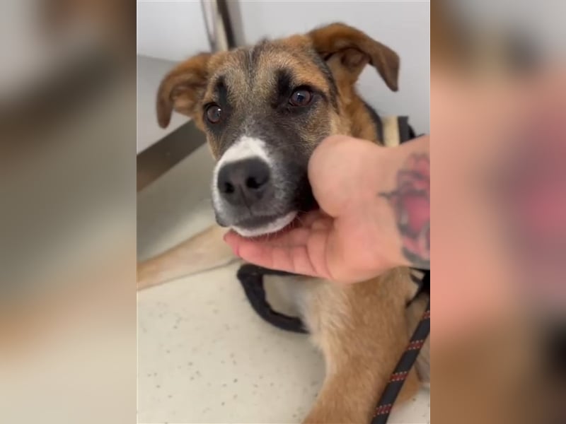 Harley, viel zu lange wurde er isoliert, wer gibt ihm eine Chance