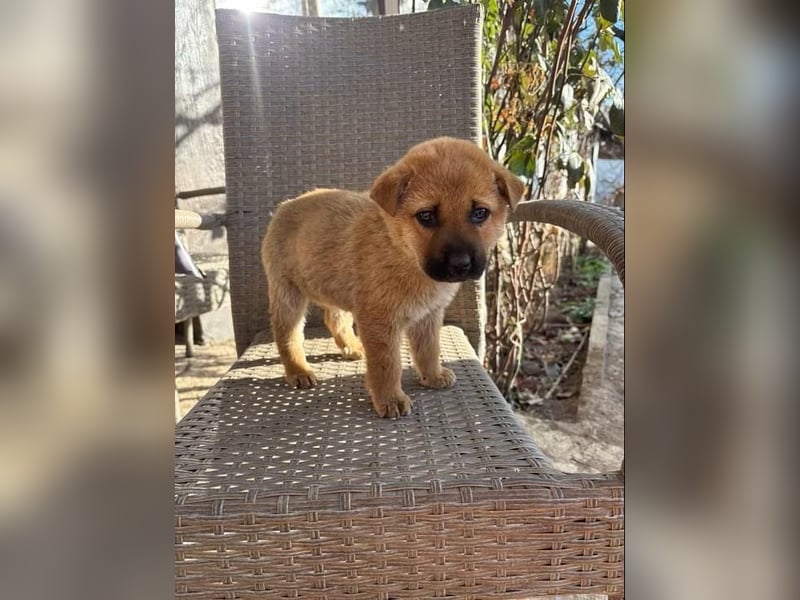 MONCHOU ist ein freundlicher, neugieriger Welpe