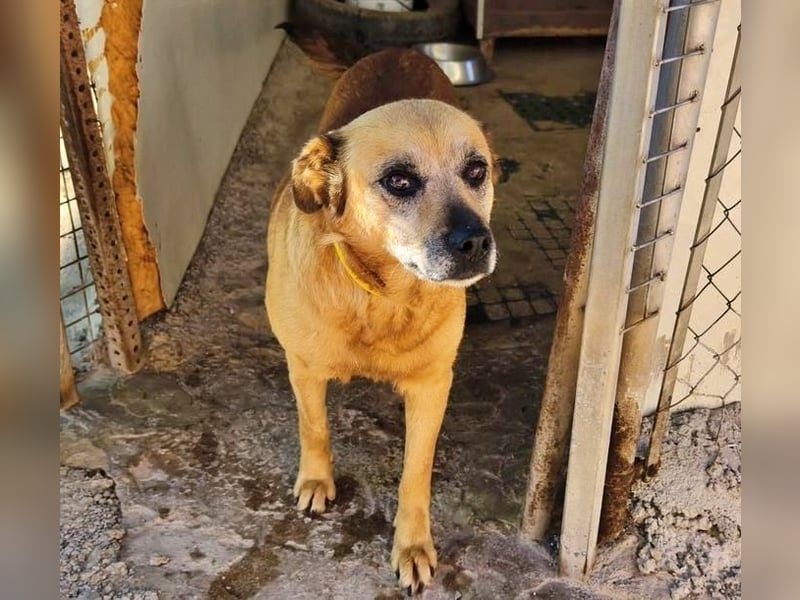 TELKA - die kleine Grauschnute!