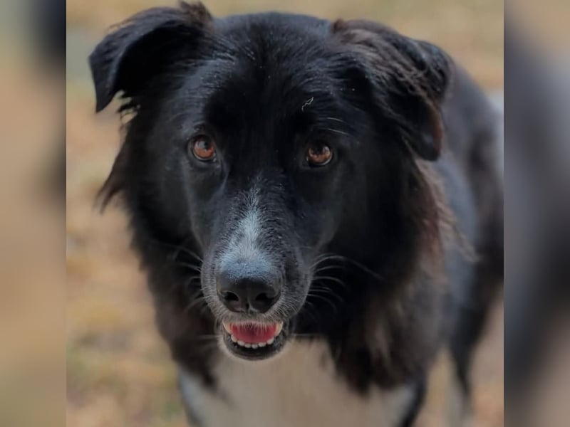 MANFRED & HOPE - ein unzertrennliches Duo sucht gemeinsam ein Zuhause!