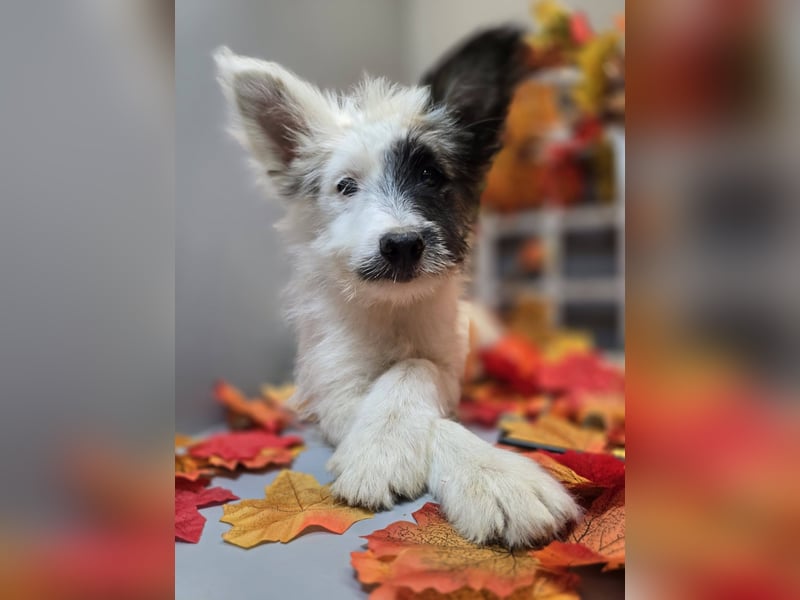 HARPER ein Sonnenschein