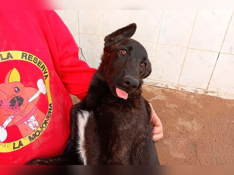 NICO ein aktiver und kluger Begleiter