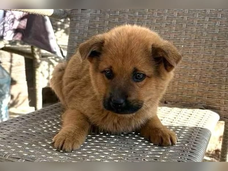 MONCHIE ist ein freundlicher, neugieriger Welpe