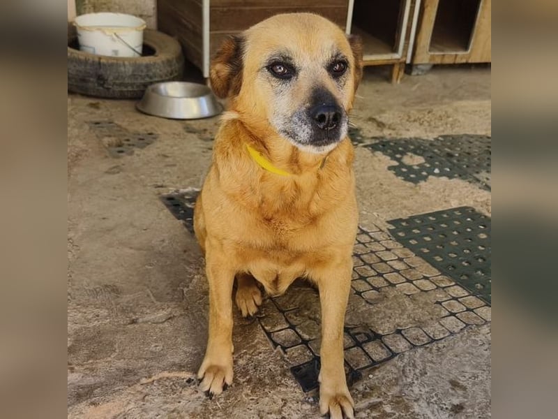 TELKA - die kleine Grauschnute!