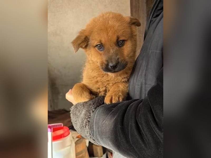 MONCHIE ist ein freundlicher, neugieriger Welpe