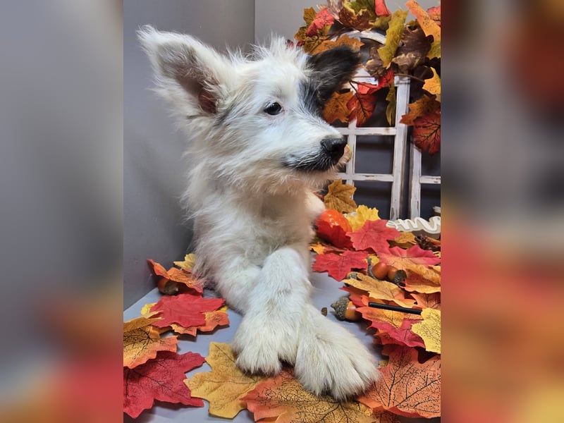 HARPER ein Sonnenschein