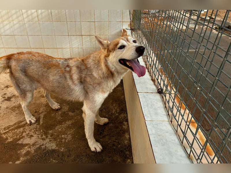 LAILA - eine bildschöne Husky-Dame