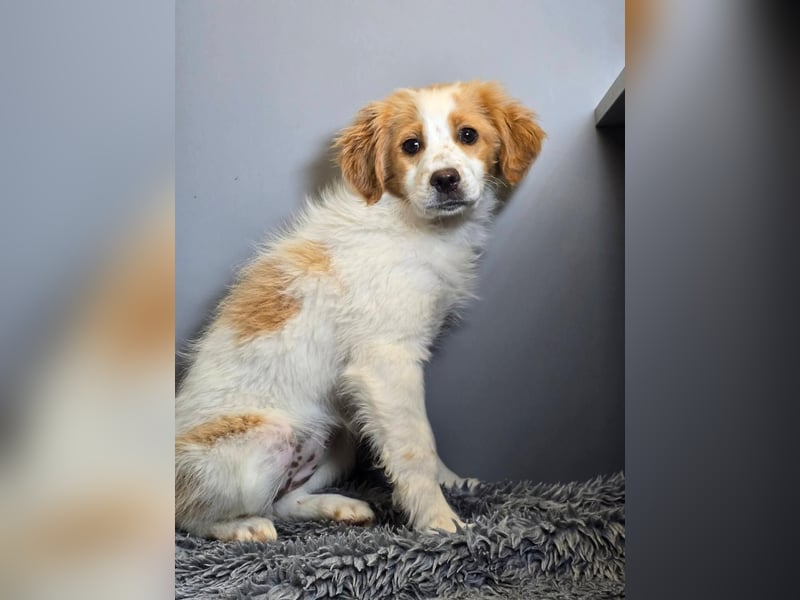 Belissi - auf der Suche nach einem Lebensfreund!