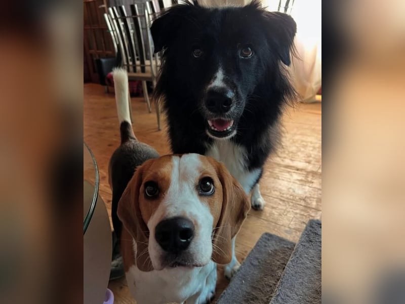 MANFRED & HOPE - ein unzertrennliches Duo sucht gemeinsam ein Zuhause!