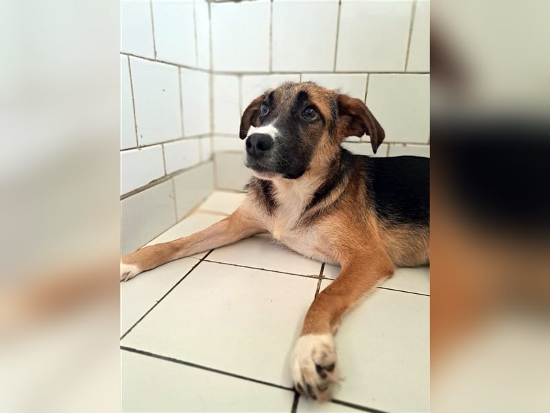 Harley, viel zu lange wurde er isoliert, wer gibt ihm eine Chance