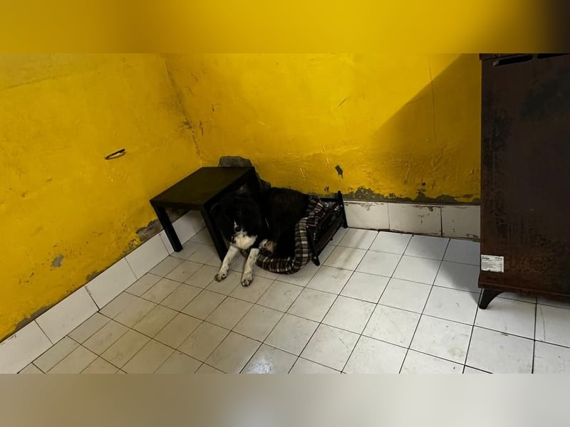 MANFRED & HOPE - ein unzertrennliches Duo sucht gemeinsam ein Zuhause!