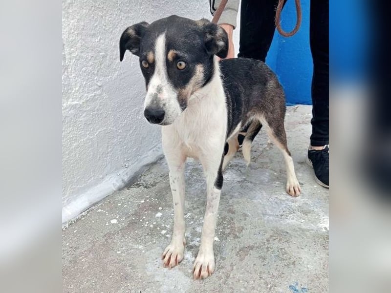 Naira, mit ihren Geschwistern Aiko und Sarabi sucht sie auch ein Körbchen