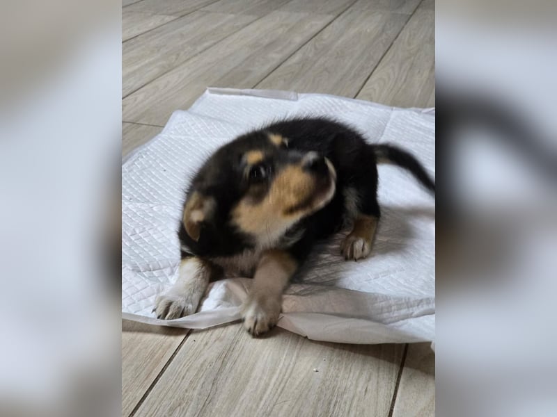 JENNY- ein tapferes Welpenmädchen sucht sein Glück!