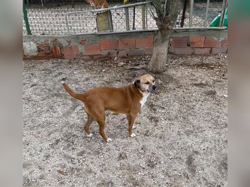 NILO sucht gemütliches Körbchen