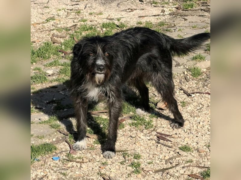 PIMENTA sucht das Glück